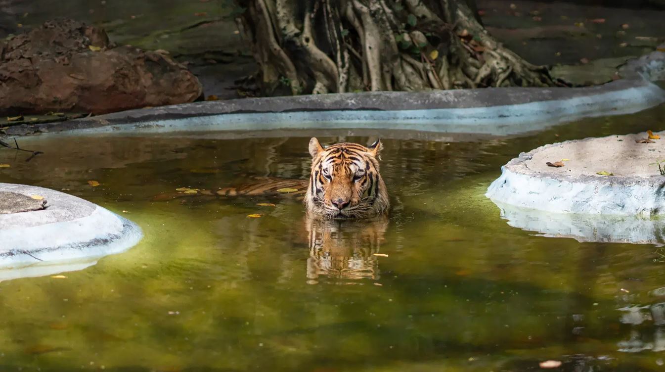 Путешествие в мир диких зверей в Бангкоке (Тайланд). Сафари парк. Приключения продолжаются. Из зимы в лето.