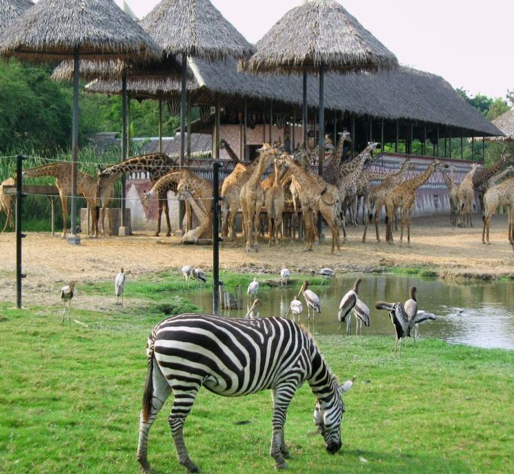 Путешествие в мир диких зверей в Бангкоке (Тайланд). Сафари парк. Приключения продолжаются. Из зимы в лето.