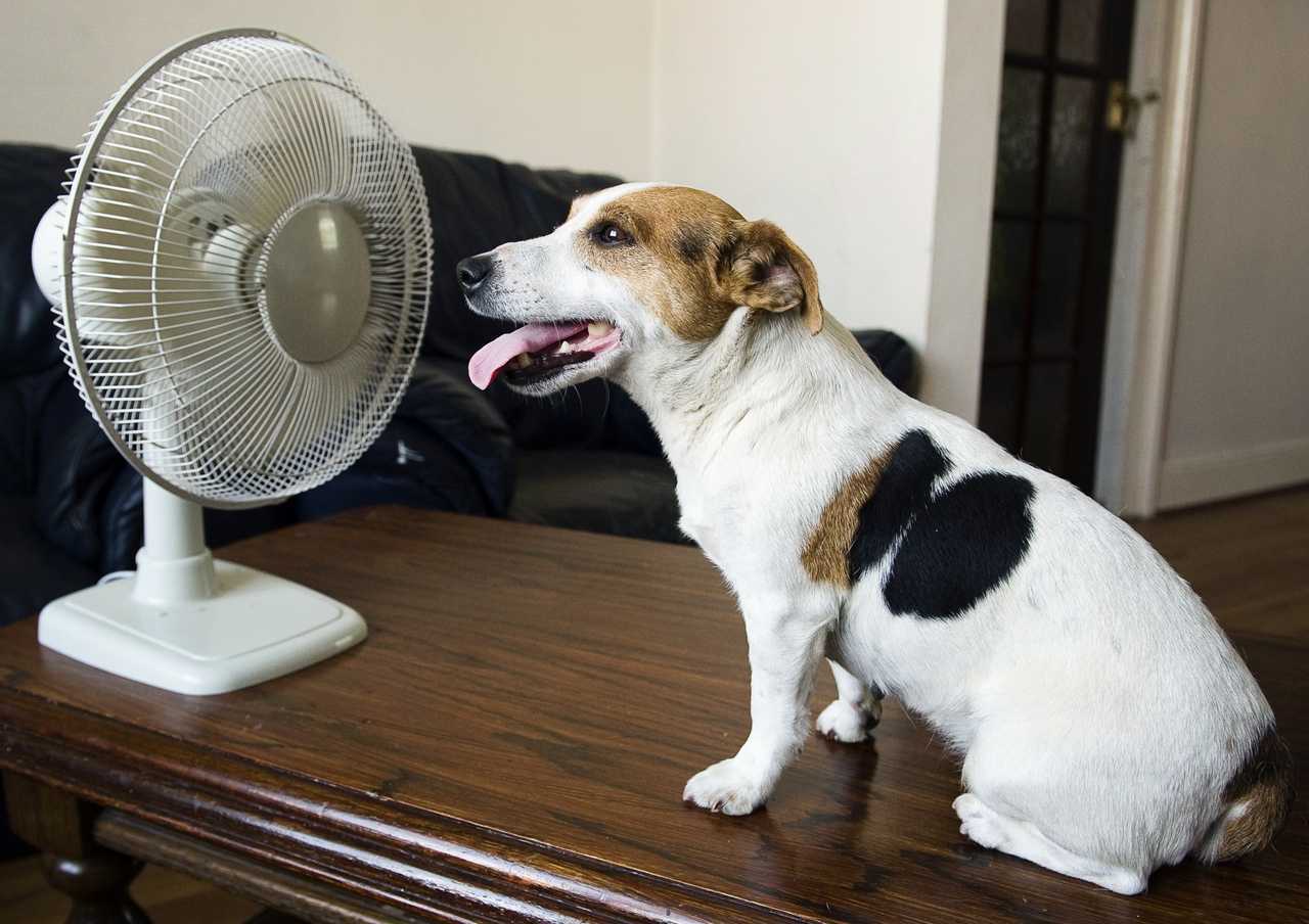 Жарко ли в черном. Собака в жару. Собаке жарко. Собаки для квартиры. Собака под вентилятором.