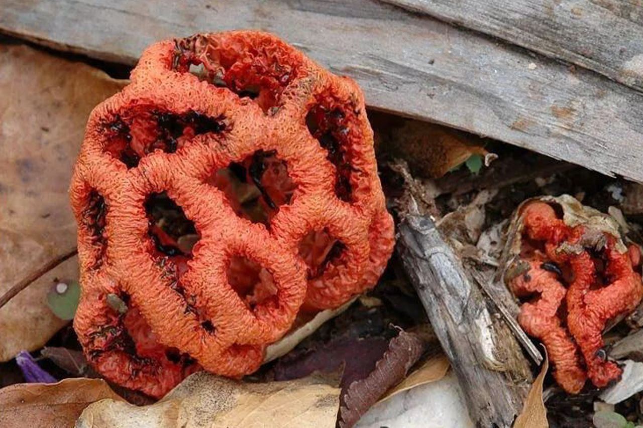 Грибная эпидемия в Сочи!