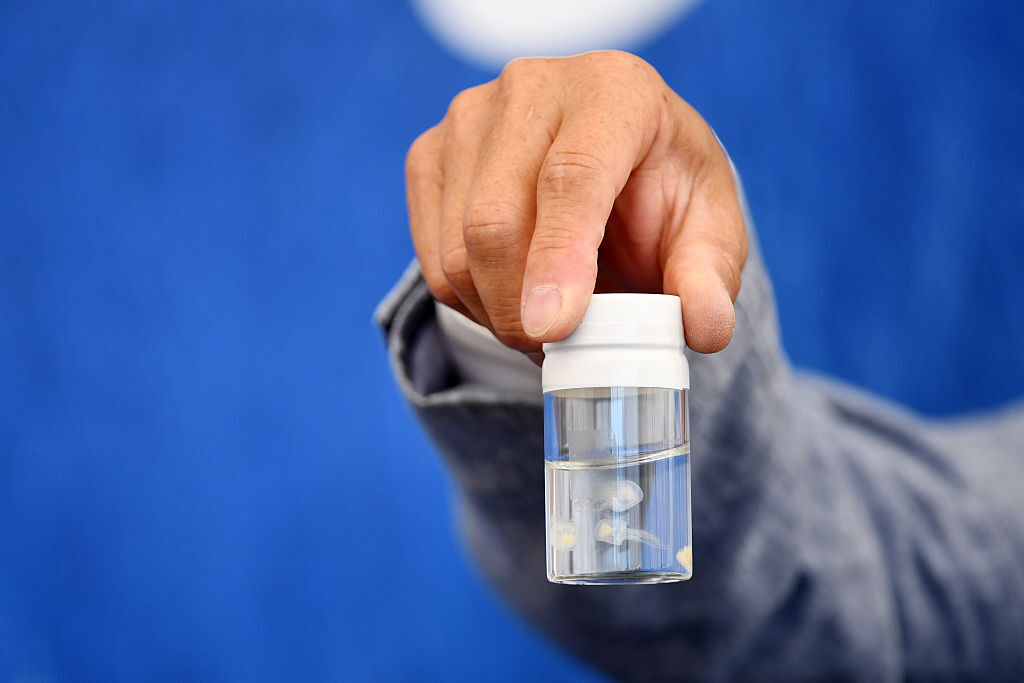 Маленькие гиганты: самые крошечные животные на Земле