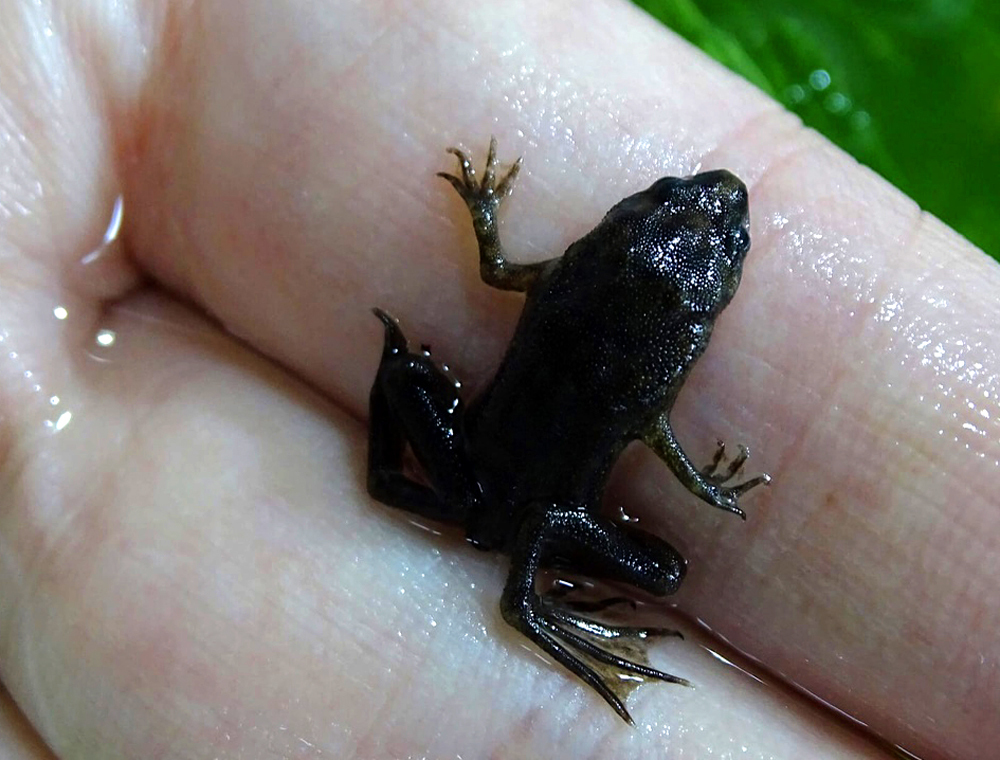 Маленькие гиганты: самые крошечные животные на Земле