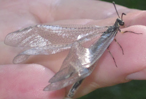 Маленькие гиганты: самые крошечные животные на Земле