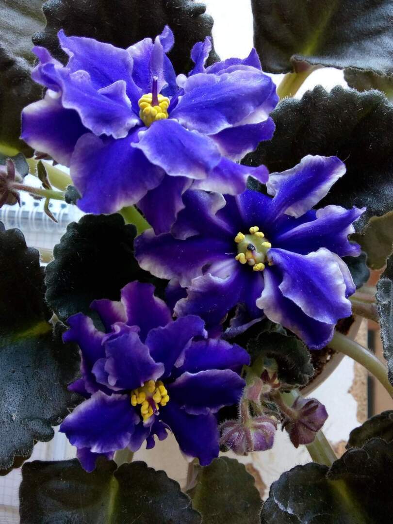 За окошком зима, а дома — лето. В этом году комнатные цветы просто радуют!