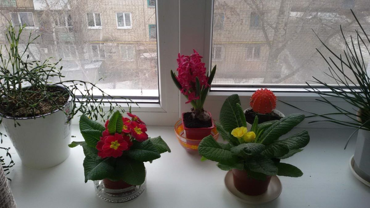 За окошком зима, а дома — лето. В этом году комнатные цветы просто радуют!