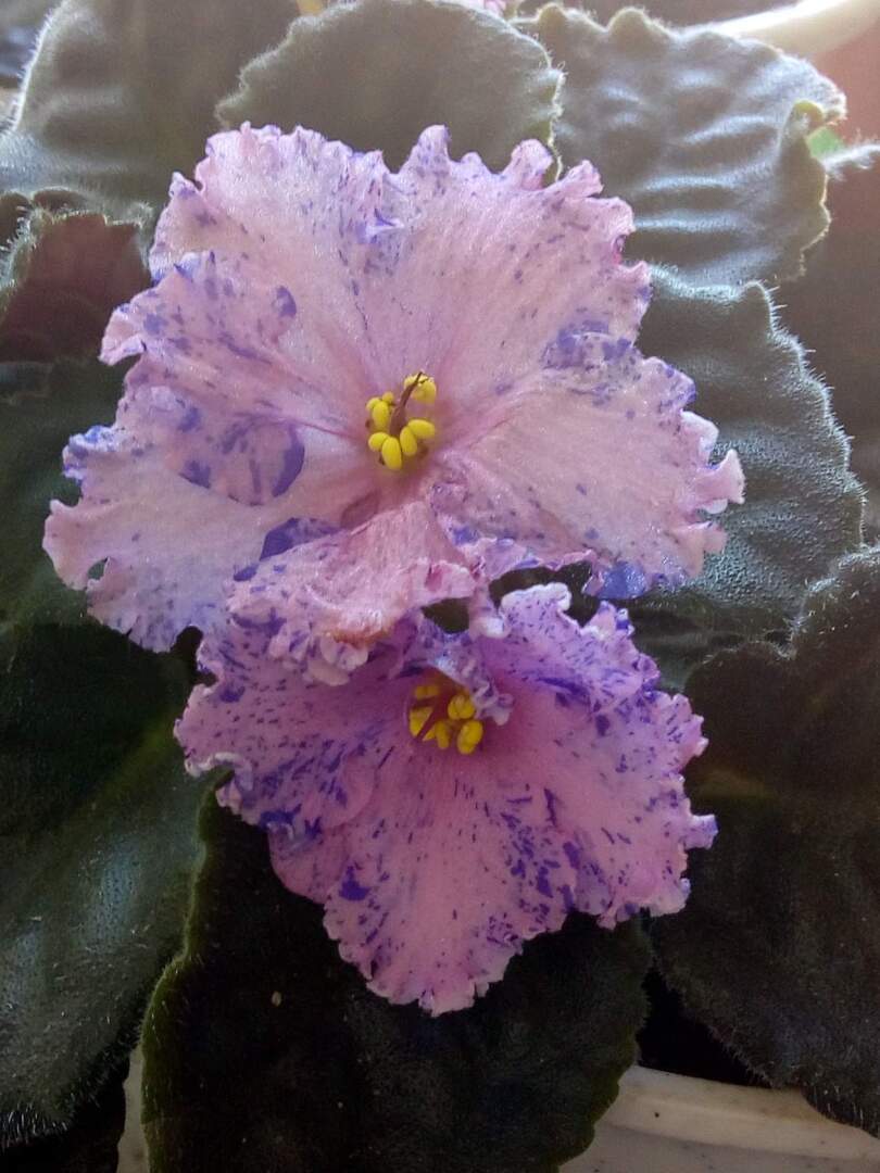 За окошком зима, а дома — лето. В этом году комнатные цветы просто радуют!