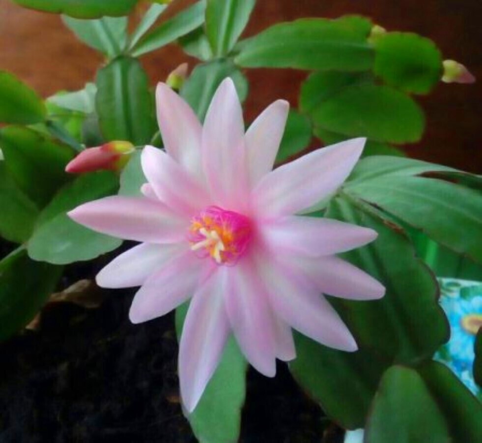 За окошком зима, а дома — лето. В этом году комнатные цветы просто радуют!