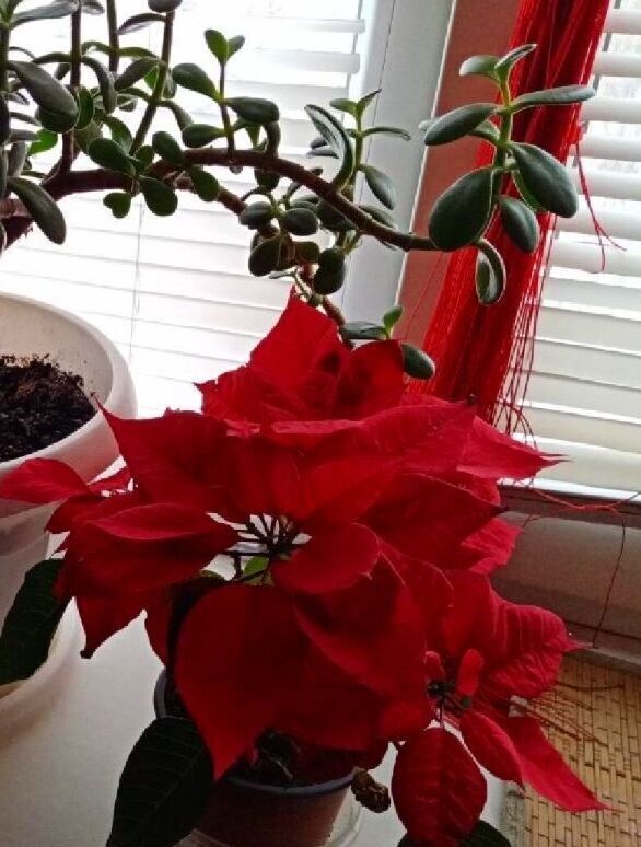 За окошком зима, а дома — лето. В этом году комнатные цветы просто радуют!