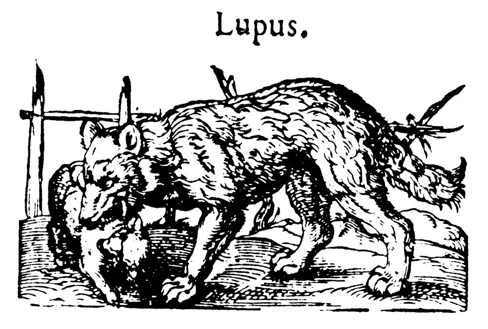 Что делать, если твоя девушка оказалась оборотнем?