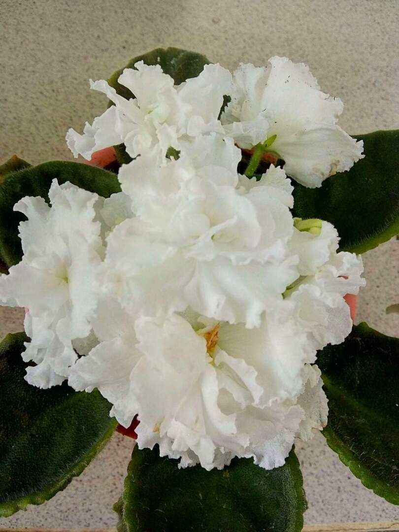 За окошком зима, а дома — лето. В этом году комнатные цветы просто радуют!