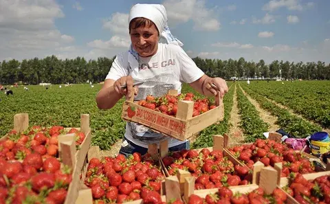 Лучшие совхозы России по урожайности и качеству продукции