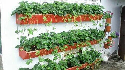 Что делать в саду и огороде в 2024 году.