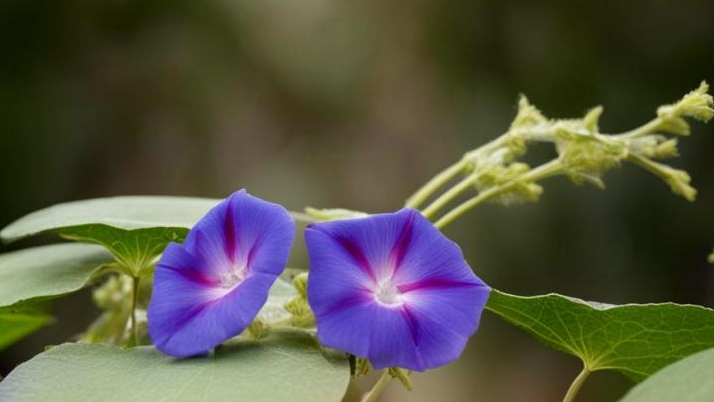 Бабушкины Цветы под Запретом: Опасности Выращивания Ипомеи Трехцветной