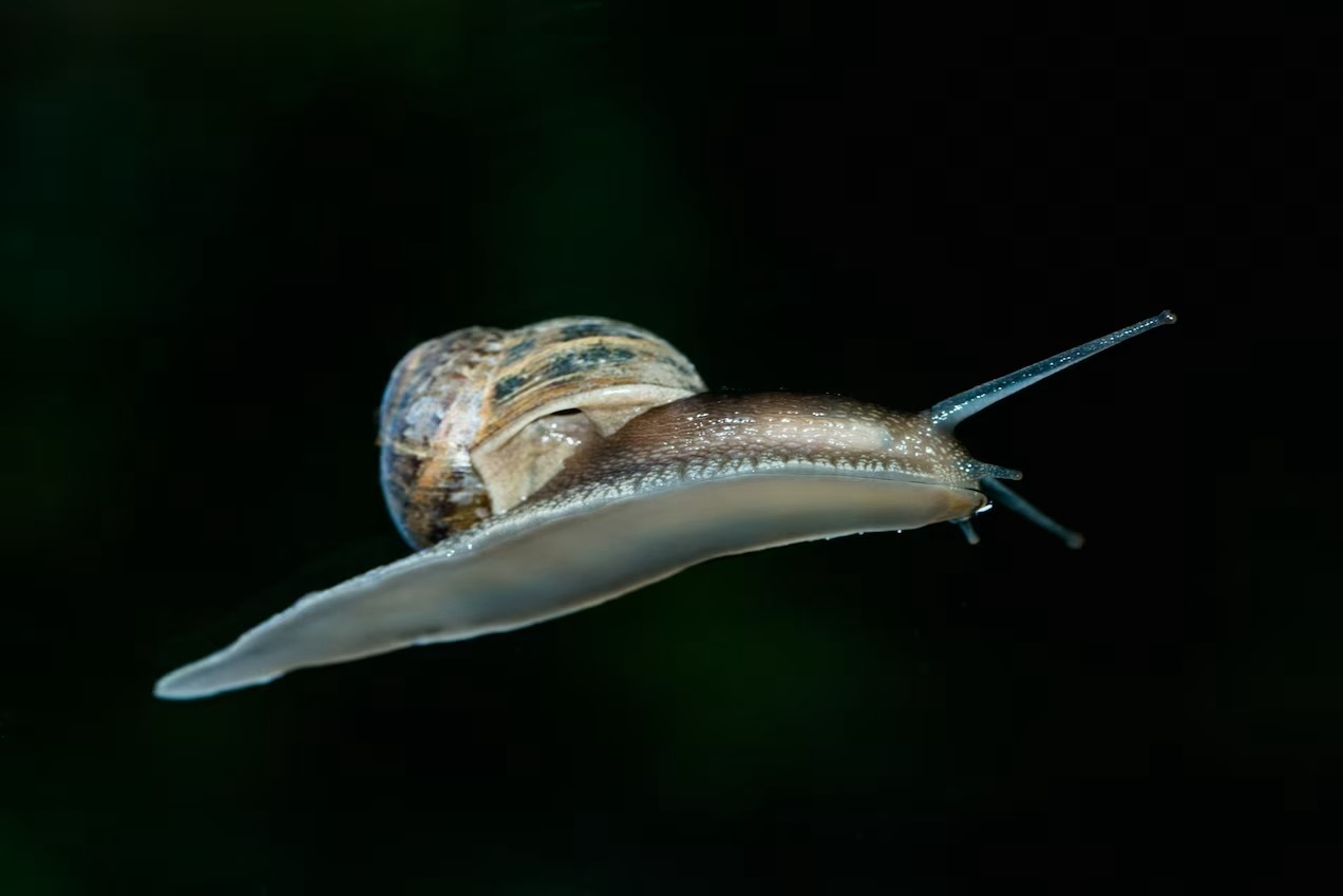 Слизь улиток -- новый косметический тренд. Действительно ли он работает ?