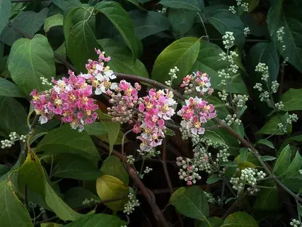 Самый популярный цветок у бабушек, который запретили выращивать на клумбах