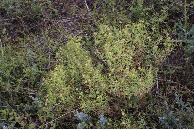 ВНИМАНИЕ ДАЧНИКИ: в РФ запретили выращивать три вида растений.