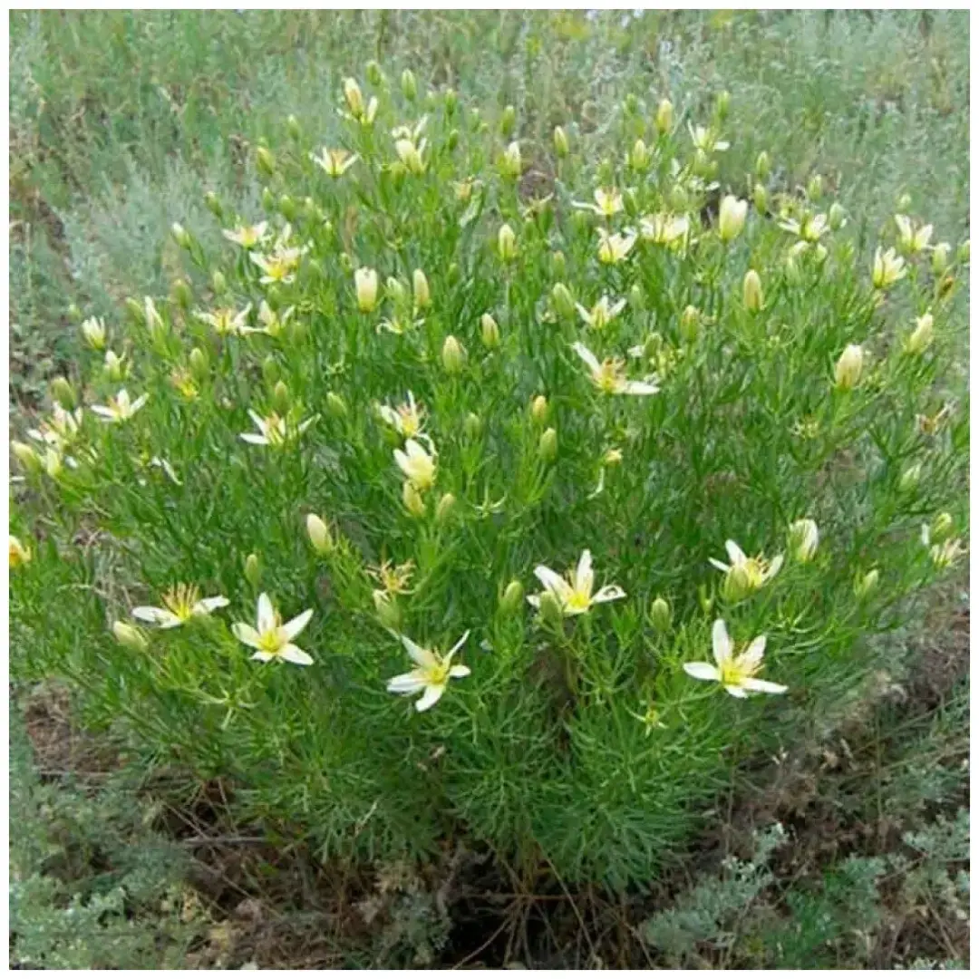 Самый популярный цветок у бабушек, который запретили выращивать на клумбах