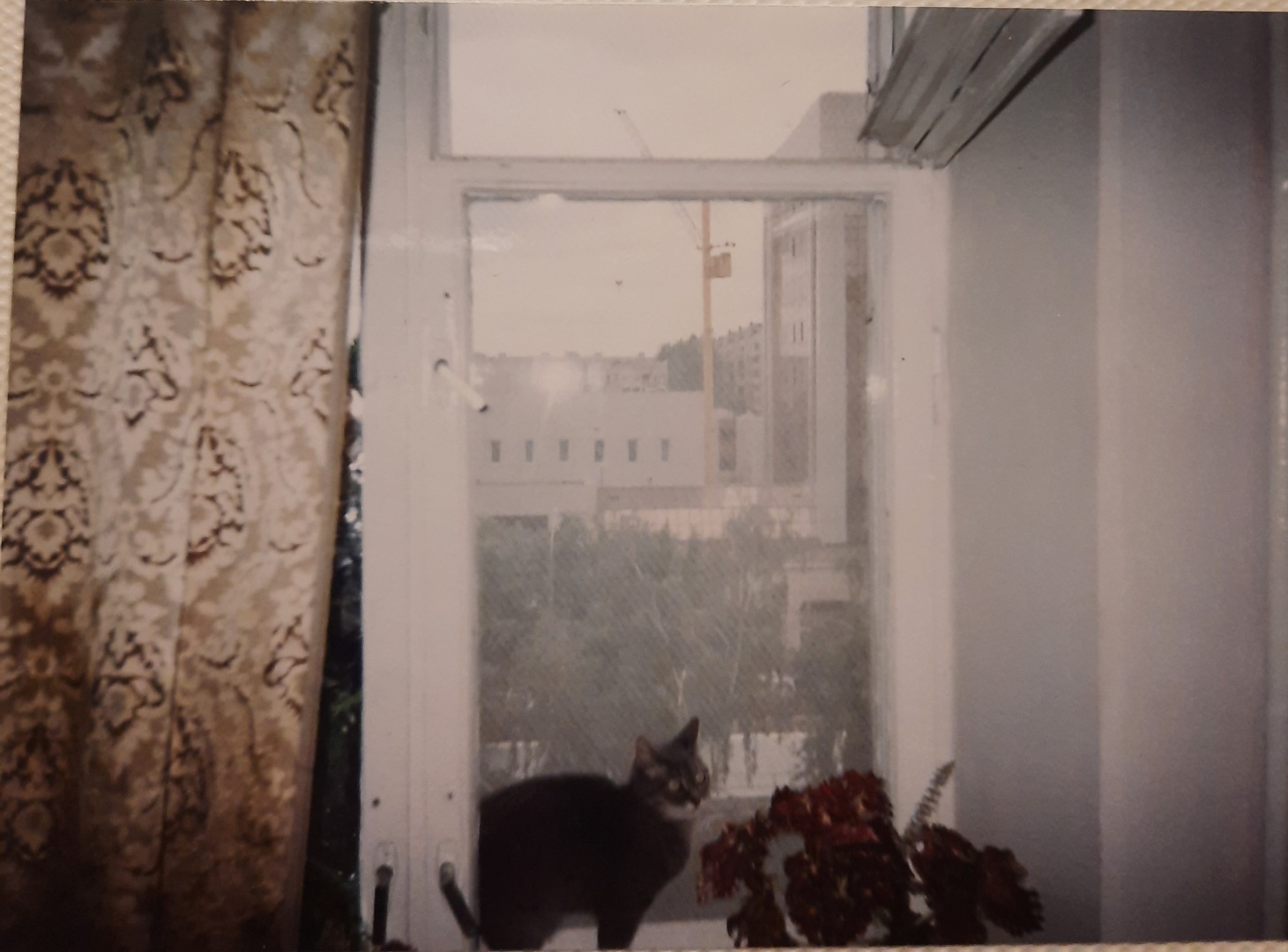 Кошки - очарование мое. Истории Матроси, Тоси и Челси.