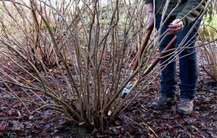 Секреты Профессионального Ухода за Смородиной после Зимы: Гарантированный Урожай в Осень!