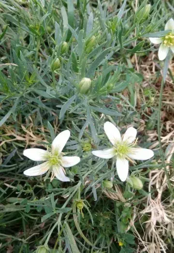 🫐🌶️🍋ДАБЫ ДУРЬ КАЖДОГО ВИДНА БЫЛА ВСЯКОМУ... Постановление правительства №135