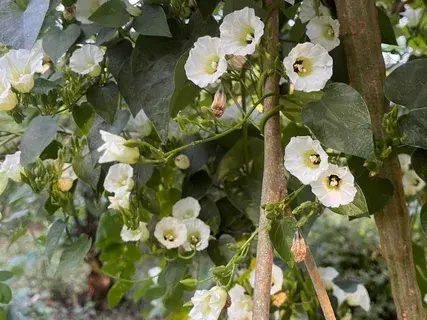 Самый популярный цветок у бабушек, который запретили выращивать на клумбах