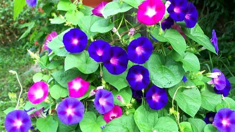 Цветочный Запрет: Как Трехцветная Ипомея Стала Незаконной в России?