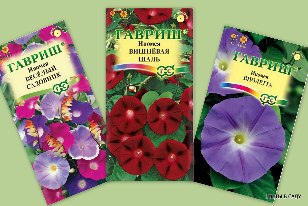 Садоводство вне закона: за выращивание ипомеи трёхцветной можно "присесть" на 2 года