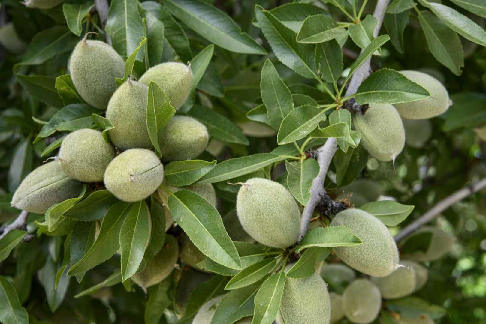 Часто задаваемые вопросы для профессионалов: Миндаль не содержит глютена?