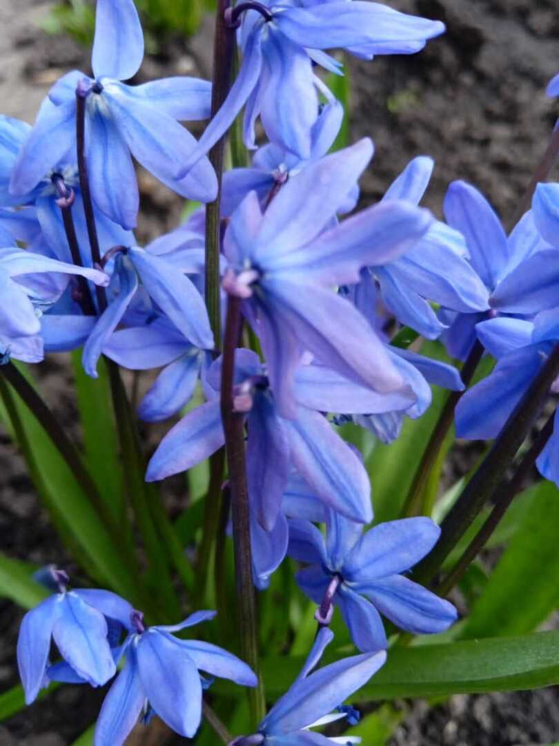 Мои любимые весенние первоцветы: голубые пролески и желтые адонисы, мои фотографии и истории появления на даче.