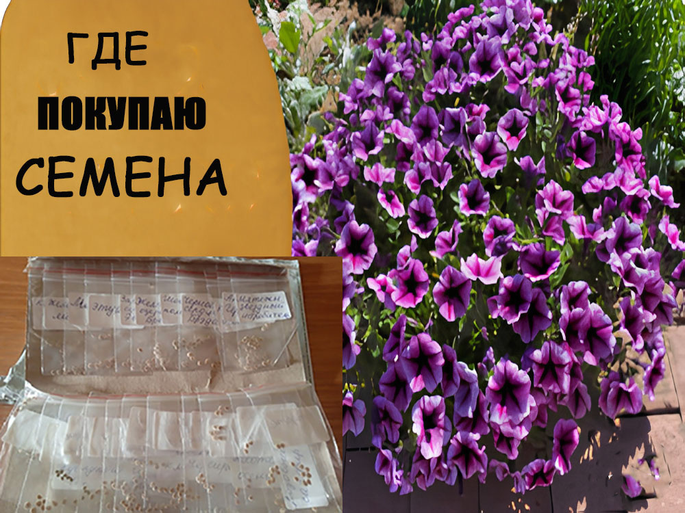Где лучше покупать семена овощей и цветов