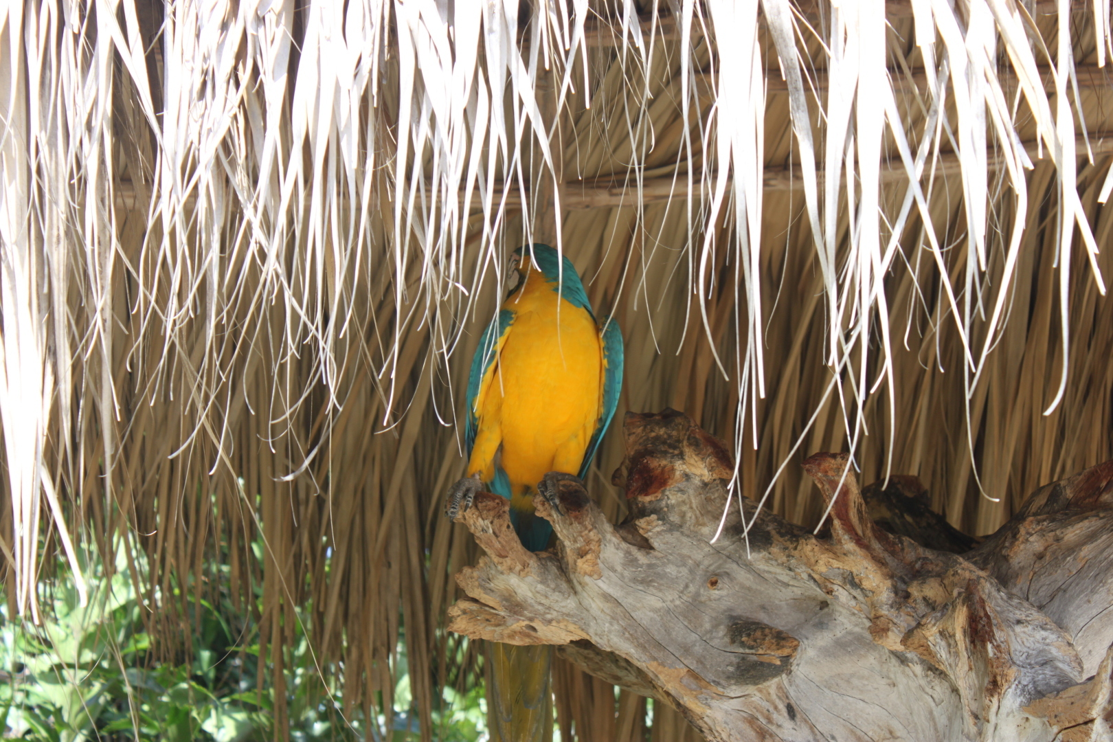 Мое путешествие в Доминикану в фотографиях: животные, зоопарк в Пунта Кане, шоу морских котиков, дельфинов и местных аборигенов. Часть первая