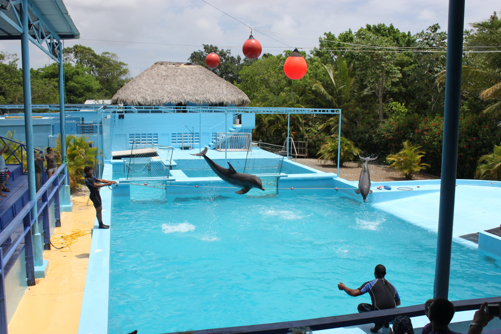 Мое путешествие в Доминикану в фотографиях: животные, зоопарк в Пунта Кане, шоу морских котиков, дельфинов и местных аборигенов. Часть первая