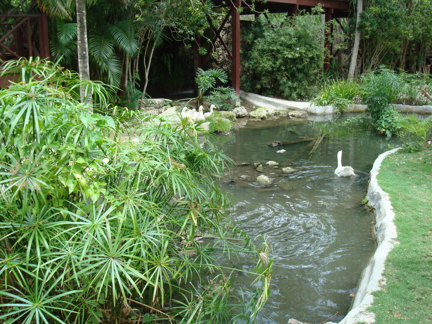 Мое путешествие в Доминикану в фотографиях: животные, зоопарк в Пунта Кане, шоу морских котиков, дельфинов и местных аборигенов. Часть первая