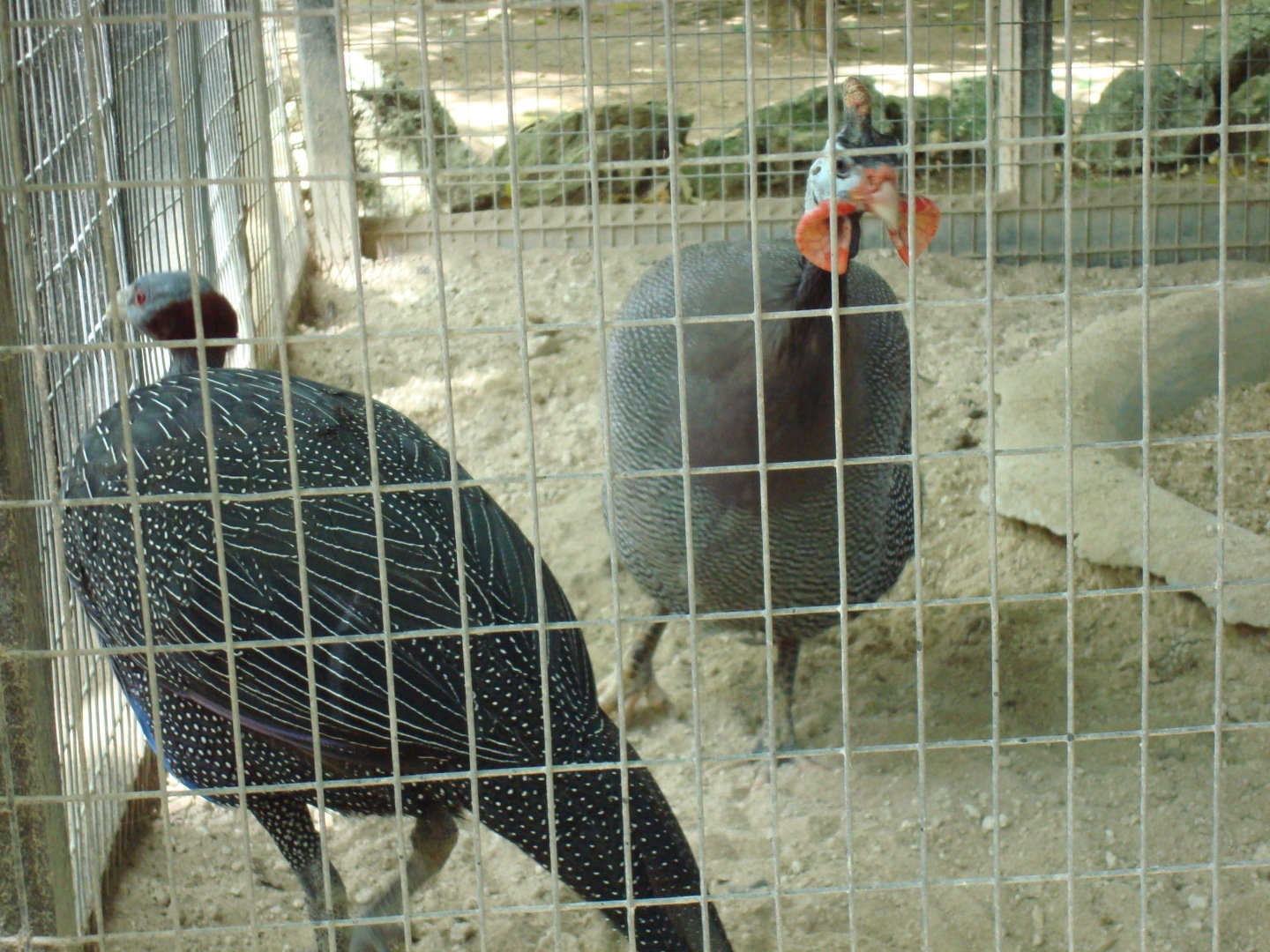 Мое путешествие в Доминикану в фотографиях: животные, зоопарк в Пунта Кане, шоу морских котиков, дельфинов и местных аборигенов. Часть первая