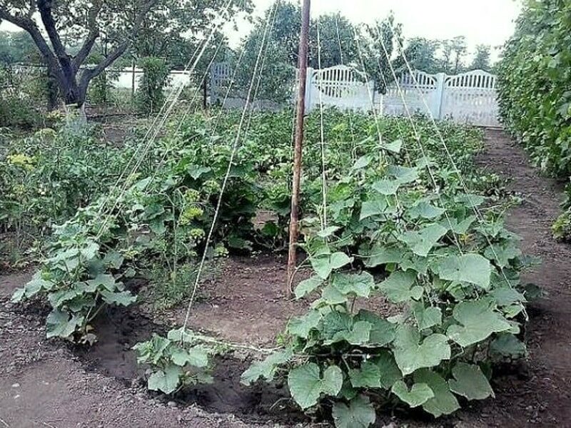 Растения, которые никогда не следует выращивать вместе