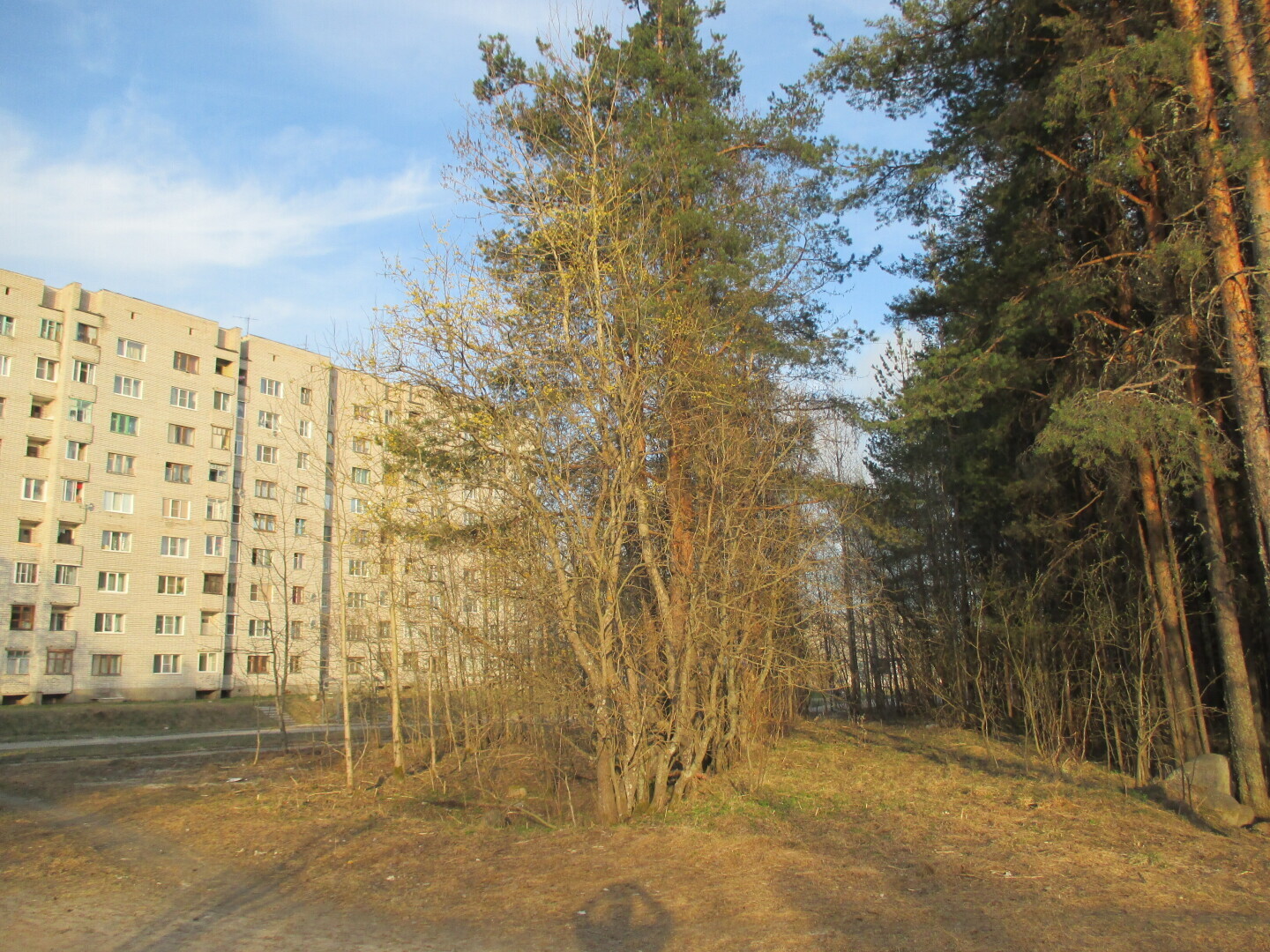 Лес у Выгозера