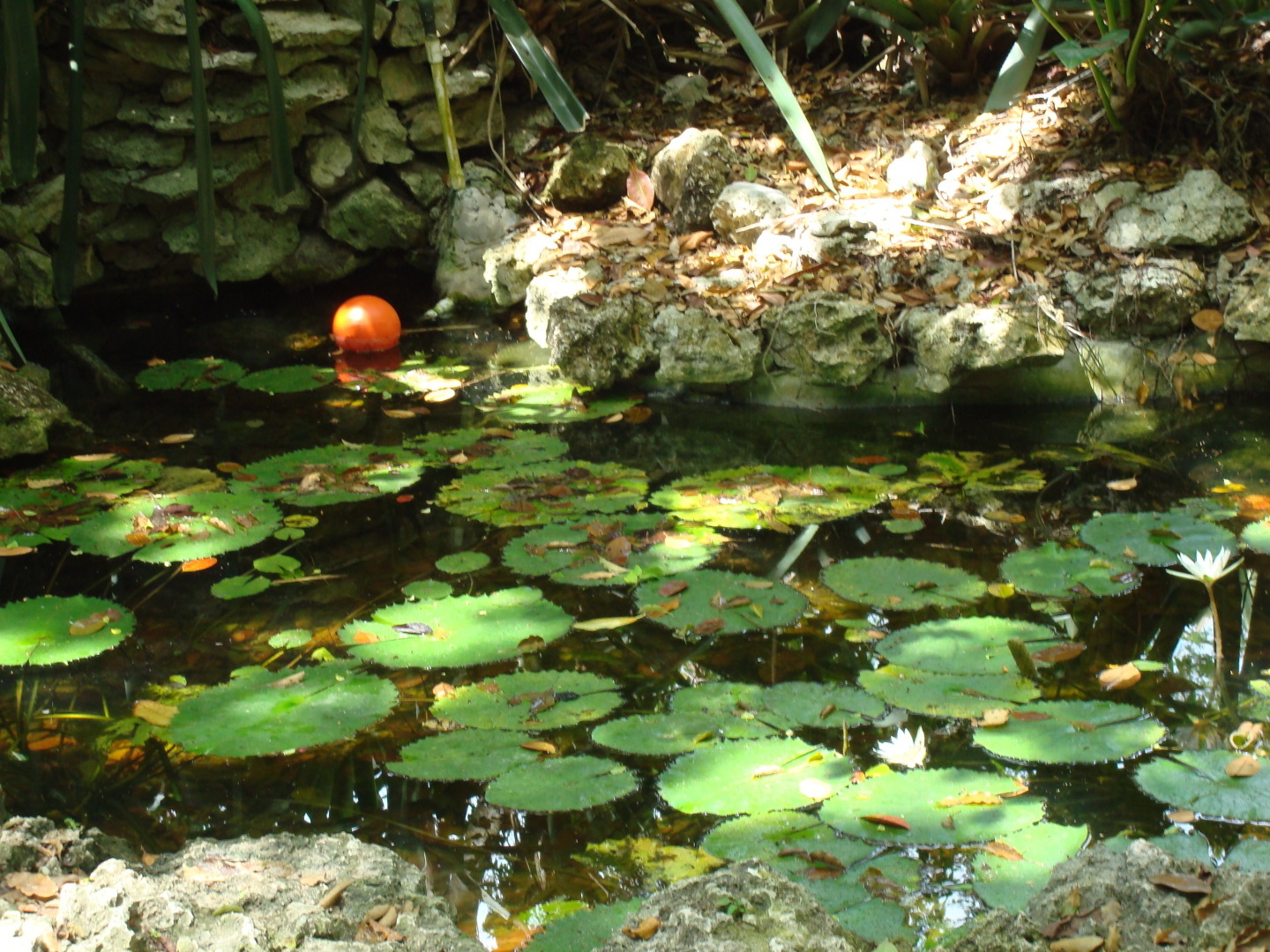 Мое путешествие в Доминикану в фотографиях: животные, зоопарк в Пунта Кане, шоу морских котиков, дельфинов и местных аборигенов. Часть первая