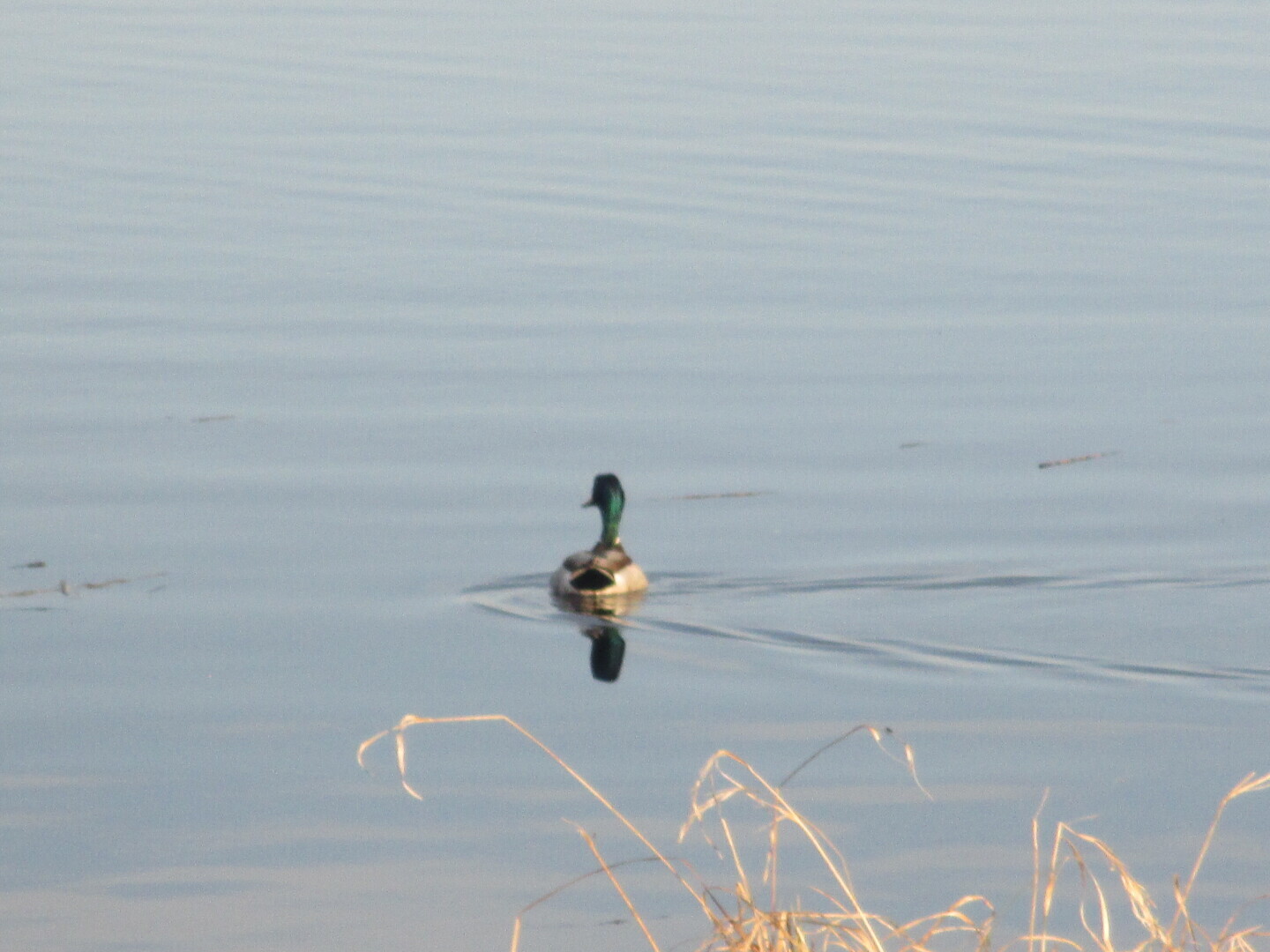 Лес у Выгозера