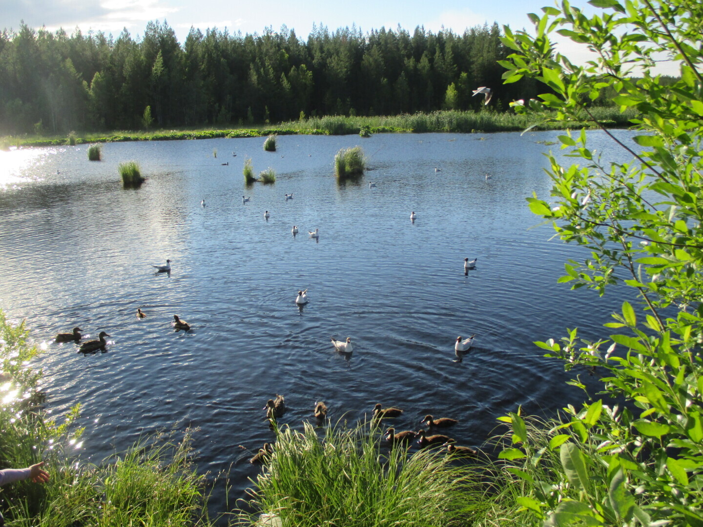 Лес у Выгозера