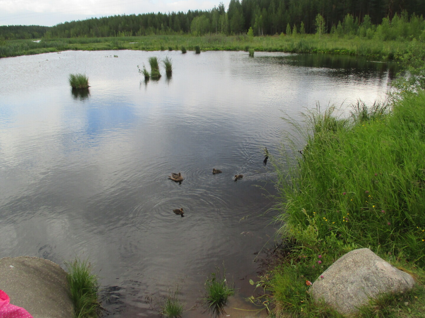 Лес у Выгозера
