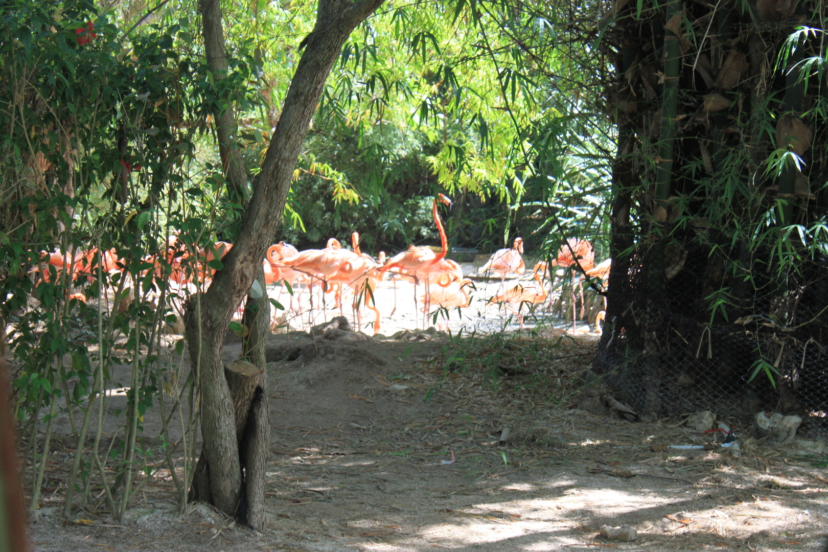 Мое путешествие в Доминикану в фотографиях: животные, зоопарк в Пунта Кане, шоу морских котиков, дельфинов и местных аборигенов. Часть первая