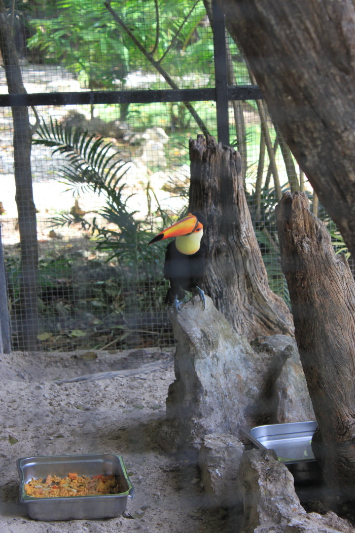 Мое путешествие в Доминикану в фотографиях: животные, зоопарк в Пунта Кане, шоу морских котиков, дельфинов и местных аборигенов. Часть первая