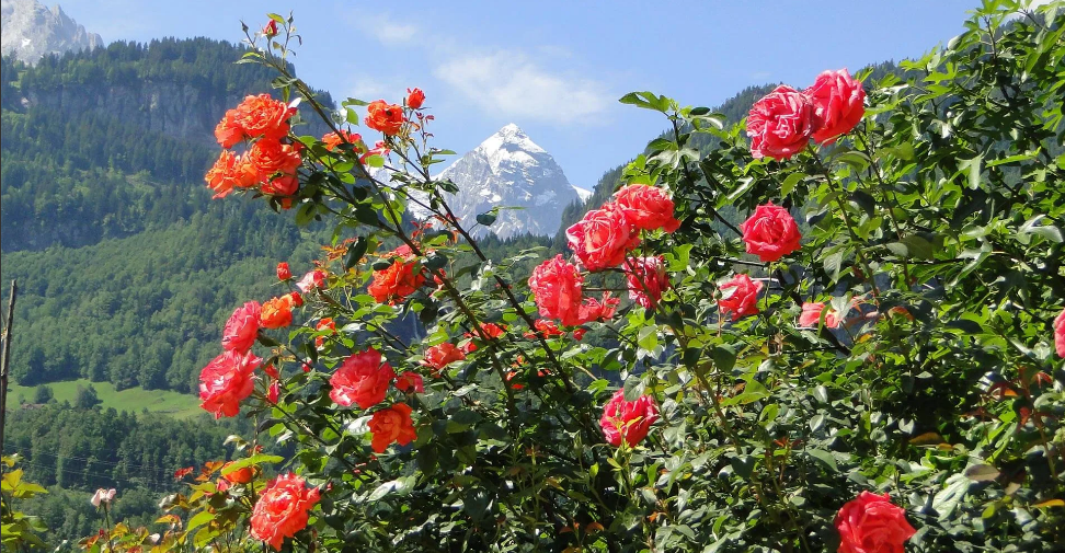 Альпийская роза