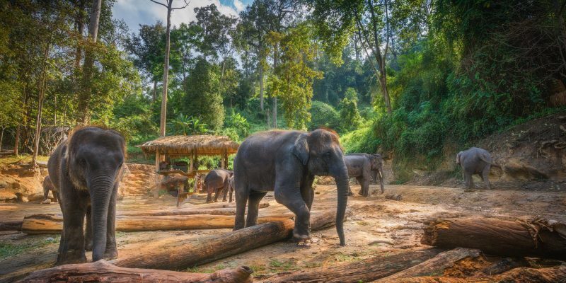 Вот вам 10 самые известные нападения животных на человека