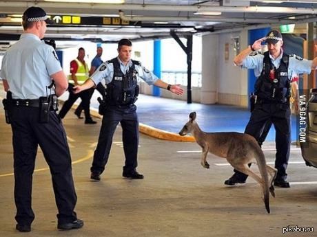 Офицеру полиции Сиднея Бо Ламару предъявлено обвинение в убийстве телеведущего Джесси Бэрда и его партнера Люка Дэвиса