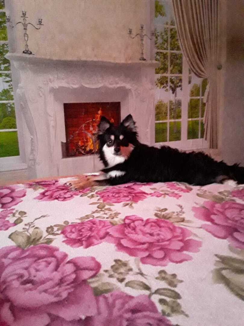 Как моя семья подобрала собачку из подъезда!