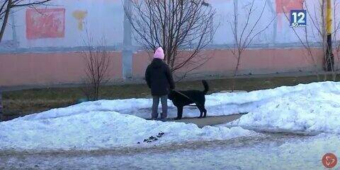 "Собачья проблема" в наших дворах и скверах.