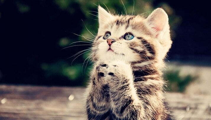 Одна чудесная история