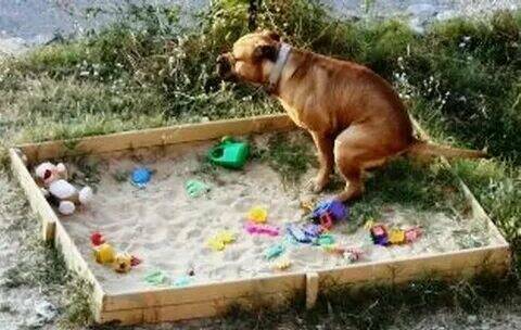 "Собачья проблема" в наших дворах и скверах.