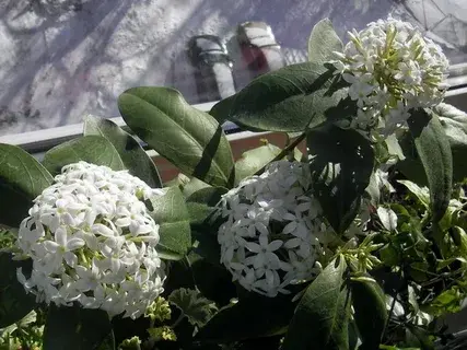 В поисках красоты: редкие и экзотические цветы мира”